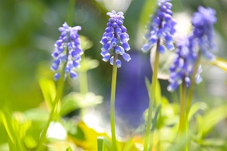 紫色の花と緑の写真