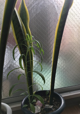 サンスベリアの雑草の写真