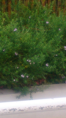 花壇のローズマリーの写真
