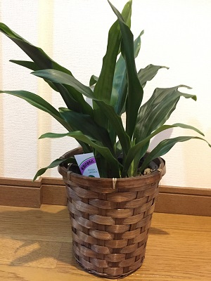 おもとの写真