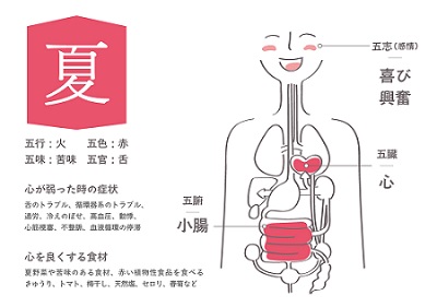 東洋医学五行夏のイラスト