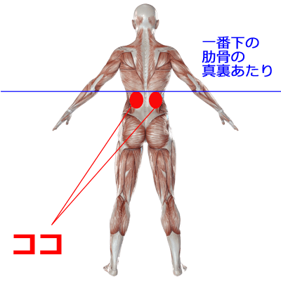 副腎の位置イラスト