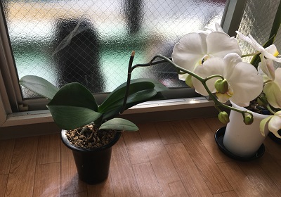 胡蝶蘭の写真