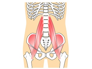 腰の筋肉模型イラスト