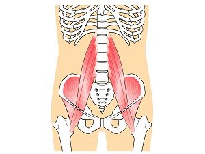 腰の筋肉模型イラスト