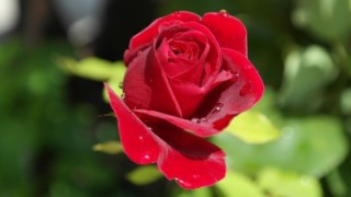 赤薔薇の写真