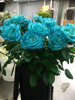 青いバラの写真